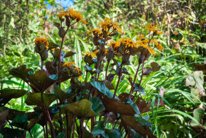 Ligularia 'Britt-Marie Crawford'